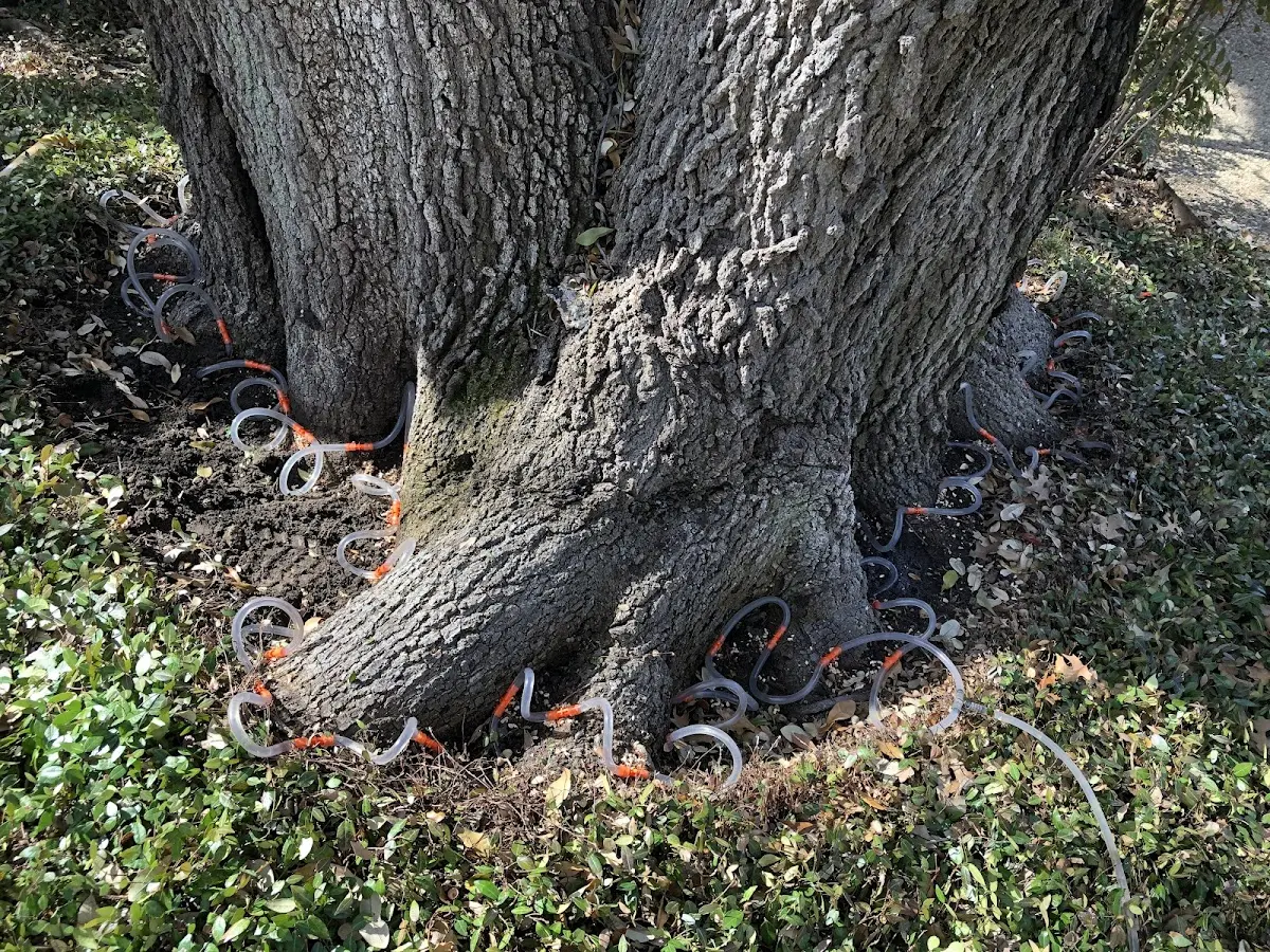 Detailed Tree Cabling and Bracing job site in Rensselaerville