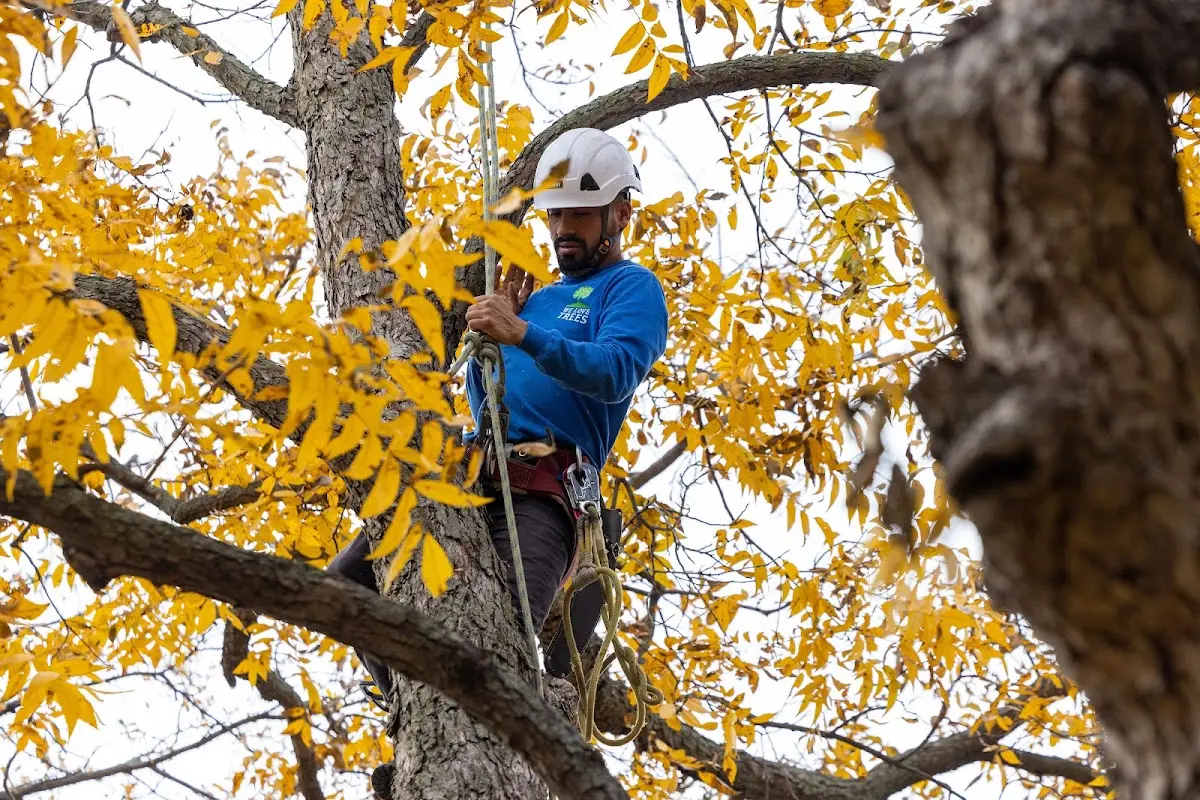 Skilled Tree Pruning crew working in Rensselaerville