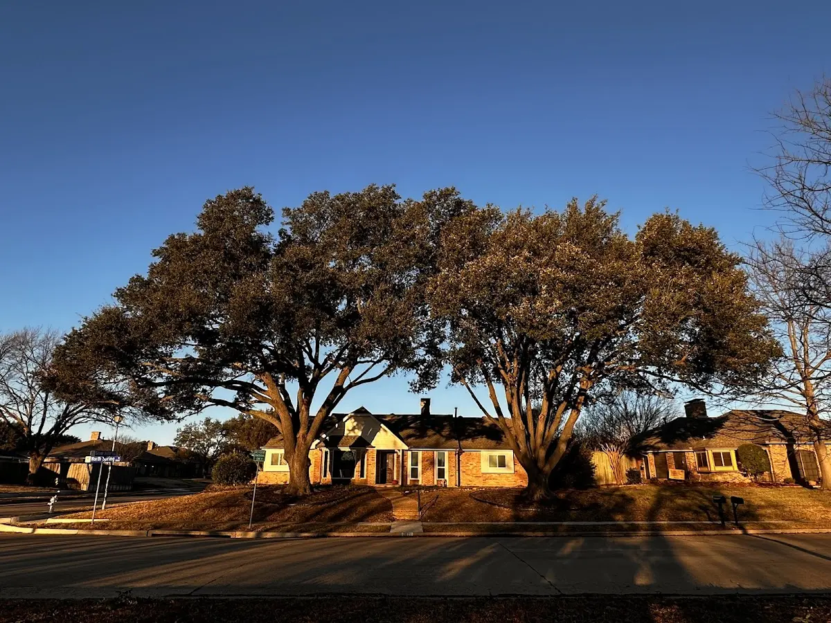 Established residential canopy tree shading a home in Rensselaerville